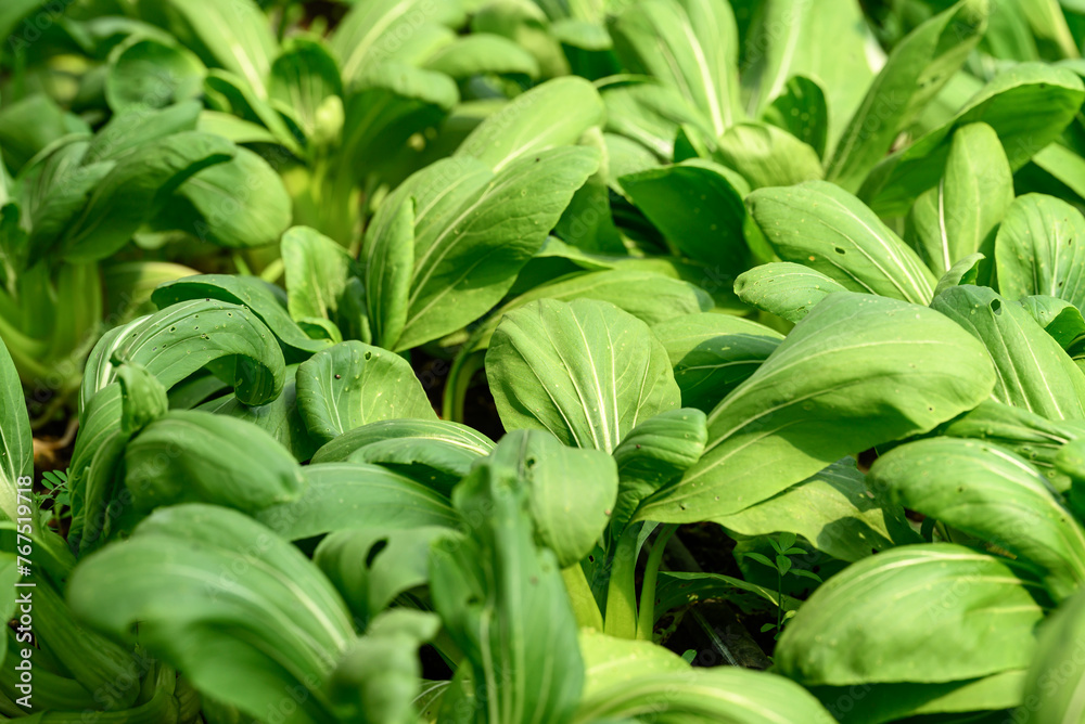 Bok choy plant growing in organic vegetable garden using drip Irrigation system Bok choy plant growing in organic vegetable garden using drip Irrigation system