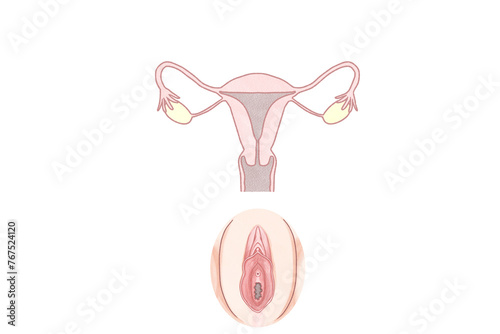 Blank Internal and External Female reproductive system Diagram unlabeled transparent PNG