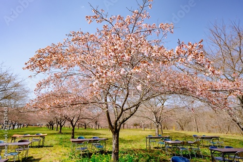 長湯の大漁桜