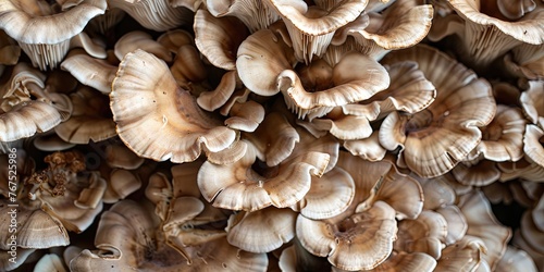 Maitake Mushrooms