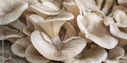 Oyster Mushrooms