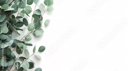 Green eucalyptus leaves on white background