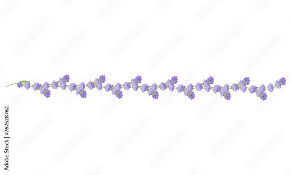 Obraz premium Decorative border of lavender flowers for your design. Vector illustration isolated on white background.