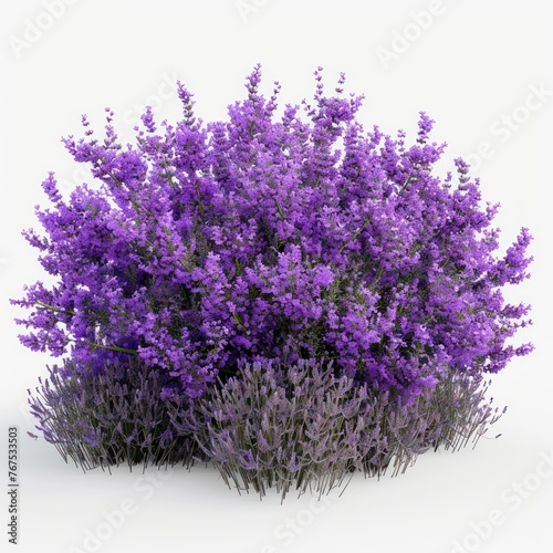 Bush. Lavender flowers on white background.