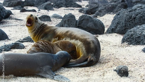 Adorable sea lions family on San Cristobal island's beach. photo