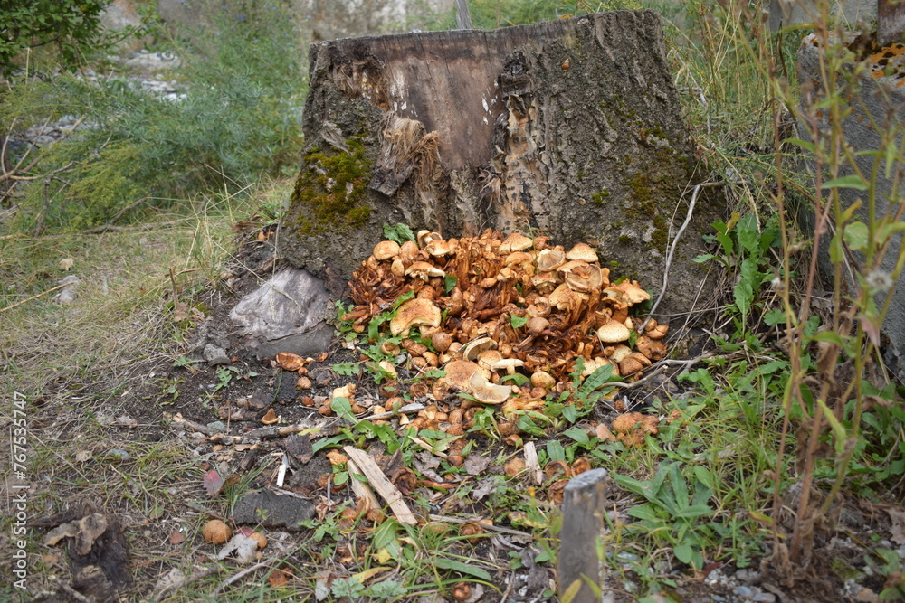 mushrooms in the forest mushrooms in the forest