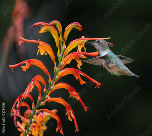 Hummingbird feeding at Lucifer Plant.