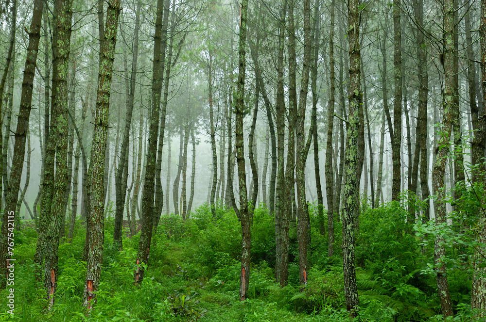 Coban Talun Pine Forest, Malang, Indonesia Coban Talun Pine Forest, Malang, Indonesia