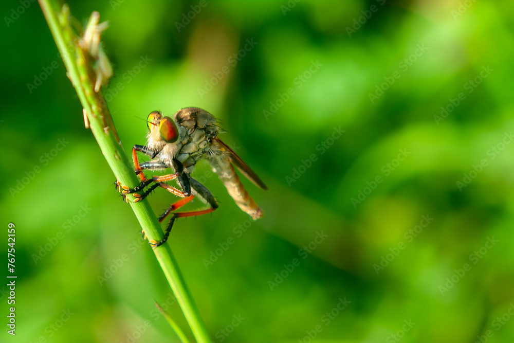 Robber flies or Asilidae is perched on the branch of the twig in bush area Robber flies or Asilidae is perched on the branch of the twig in bush area