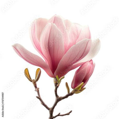 Pink magnolia flower isolated on transparent background With clipping path. cut out. 3d render