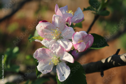 Spring Apple Tree Blossoms