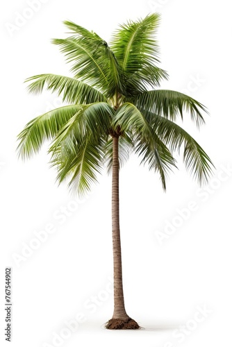 Palm tree isolated on white background