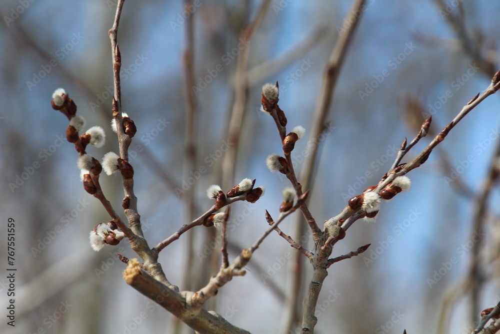 Trees Coming To Life, Pylypow Wetlands, Edmonton, Alberta Trees Coming To Life, Pylypow Wetlands, Edmonton, Alberta