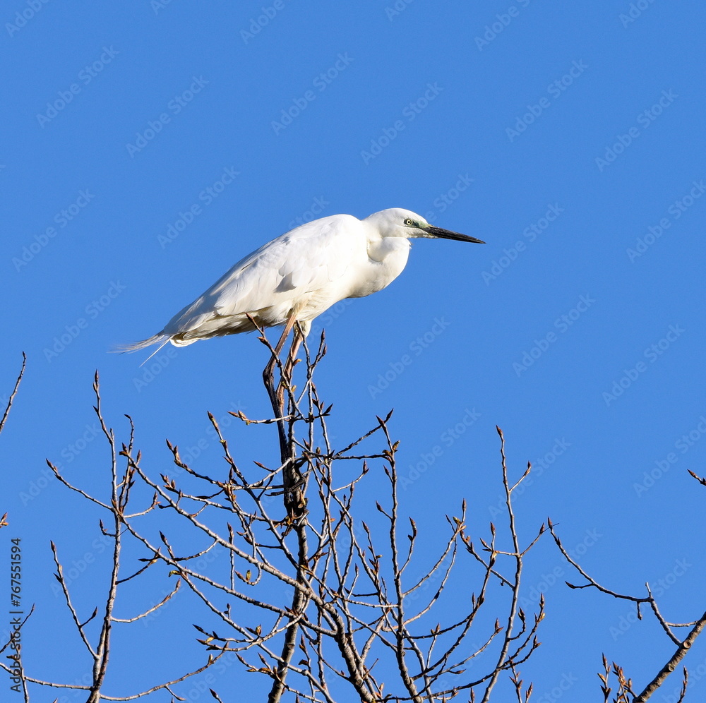 Egretta garzetta standing on the top of the tree. Egretta garzetta standing on the top of the tree.