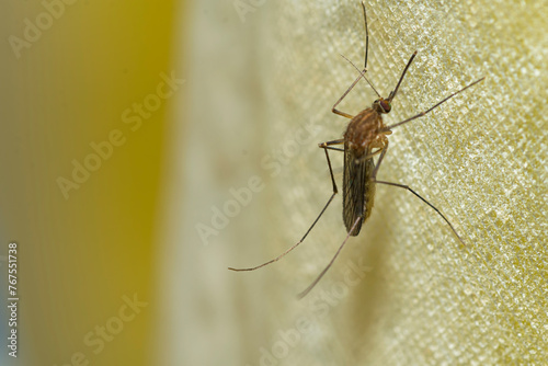 Mosquito perched on the bath curtain