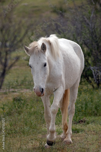 Yearling wild horse mare walking in the Salt River wild horse management area near Scottsdale Arizona United States © htrnr