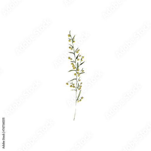 watercolor drawing plant of mugwort with leaves isolated at white background,Artemisia absinthium , natural element, hand drawn botanical illustration