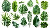 Tropical Green Leaves Set on White Background - Isolated Foliage Collection