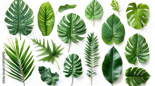Tropical Green Leaves Set on White Background - Isolated Foliage Collection © hisilly