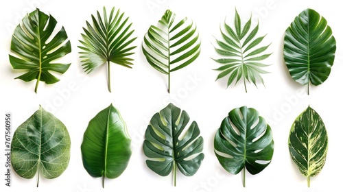 Tropical Green Leaves Set on White Background - Isolated Foliage Collection