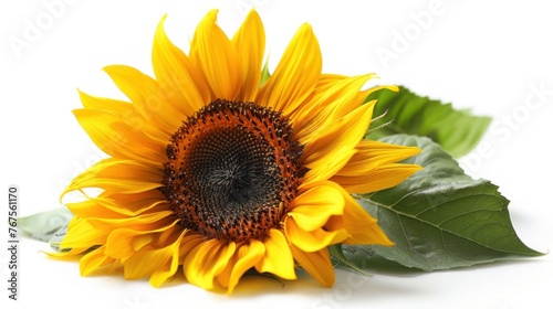 Vibrant Sunflower Bloom - Isolated on White Background with Ripe Yellow Petals and Dark Center