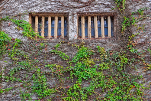 The wall of the house with windows and branches of ivy