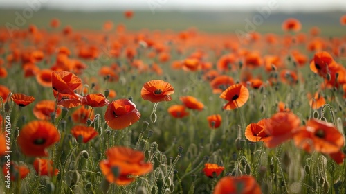 Vibrant Poppy Field in Full Bloom - Nature's Beauty Captured in a Serene Landscape © hisilly