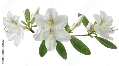 Azaleas flowers with leaves, White flowers isolated on white background with clipping path - ,Generative ai © curek