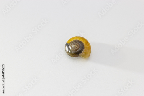 A small snail shell, with unique brown and yellow colorings against a white background.  (ID: 767564119)