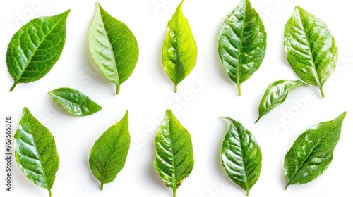 Freshly Picked Green Tea Leaves Collection Isolated on White Background