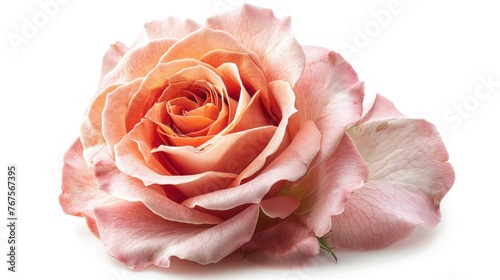 Fresh Rose Isolated on White with Clipping Path - Beautiful and Vibrant Blooms for Floral Arrangements  Weddings  and More