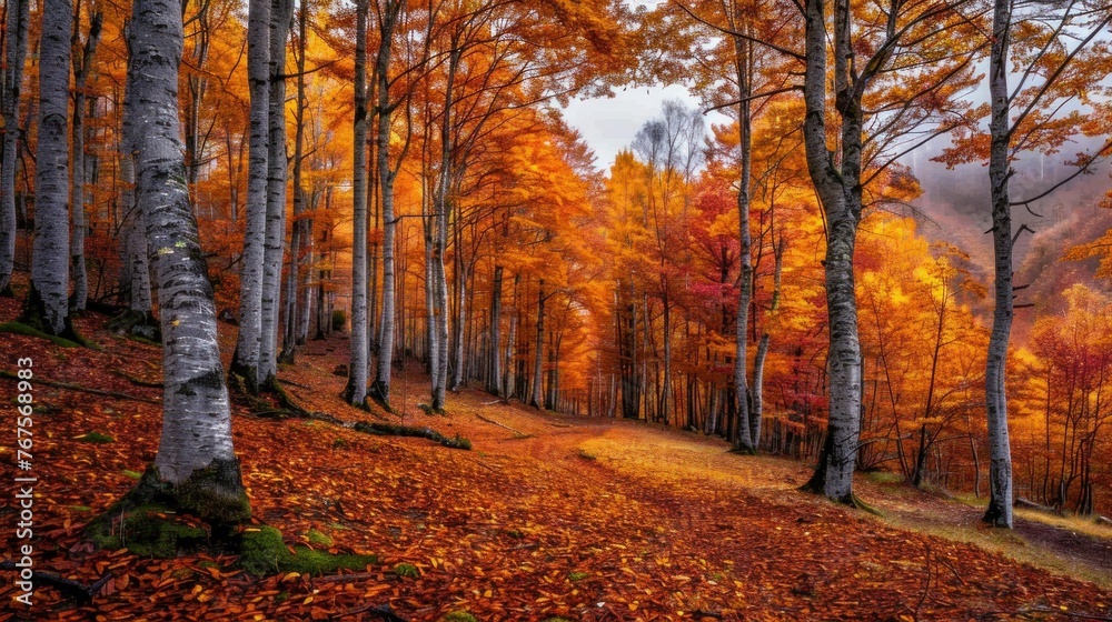 Vibrant Autumn Foliage in the Forest
