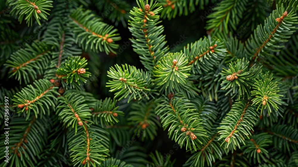 Fluffy Christmas Fir Tree Brunch on Textured Green Spruce Background - Close Up Shot