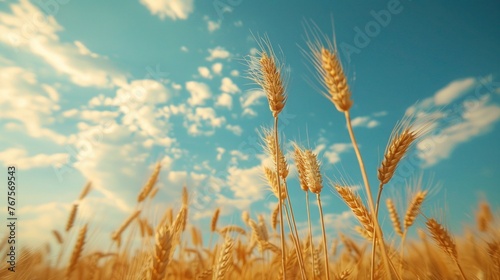Golden Harvest: Close-Up of Ripe Wheat with Vintage Clouds and Sky - Agriculture and Farming Concept