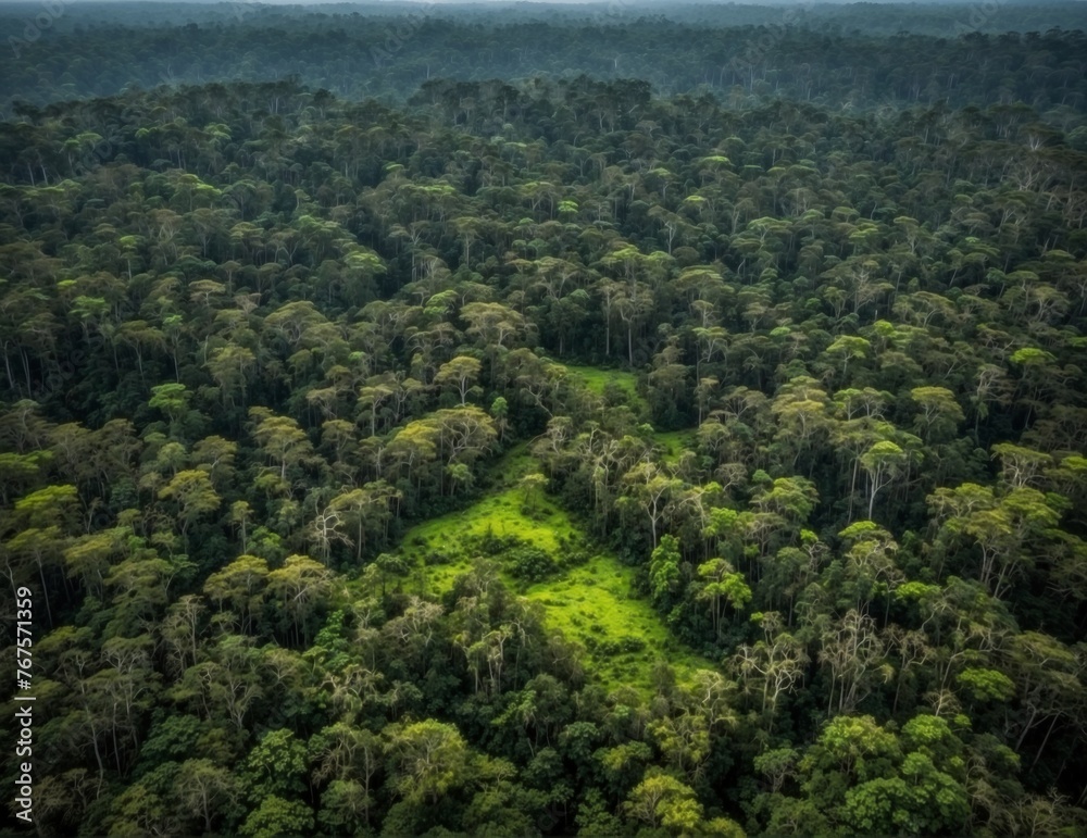 Amazon Rainforest in Anavilhanas National Park, Amazonas - Brazil Amazon Rainforest in Anavilhanas National Park, Amazonas - Brazil