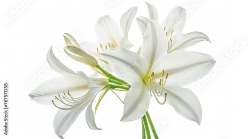 Crinum moorei flowers, Natal Lily, White Lily isolated on white background  ,Generative ai, © curek