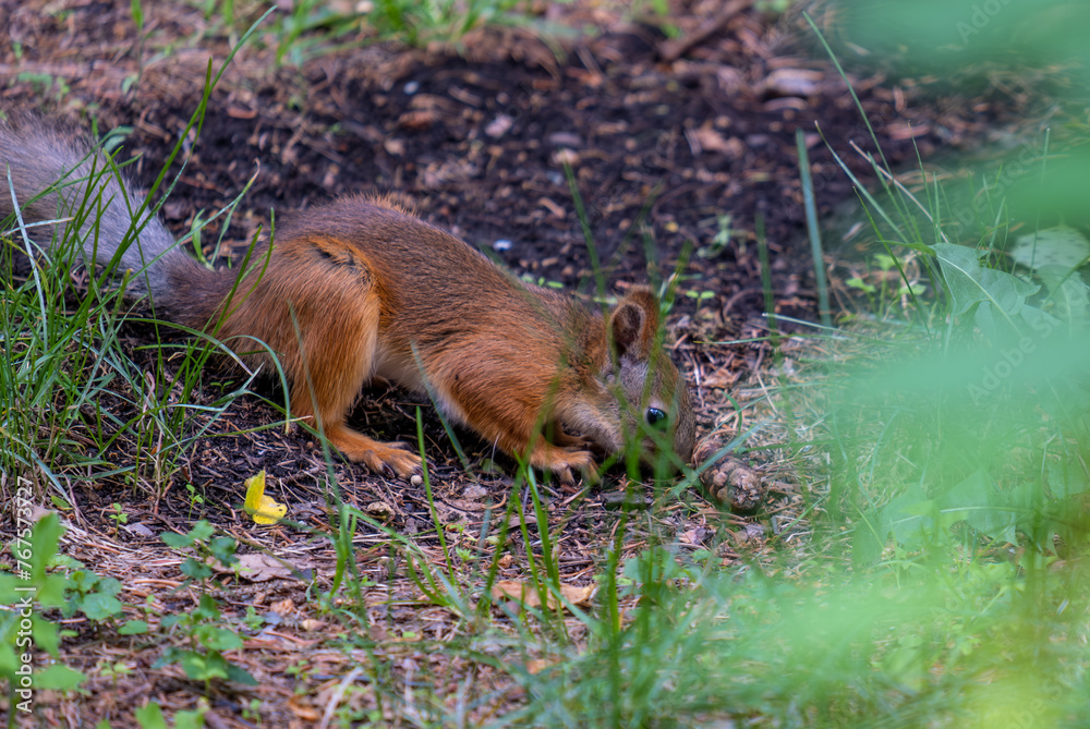 Squirrel on the ground in the park in close-up. Squirrel on the ground in the park in close-up.