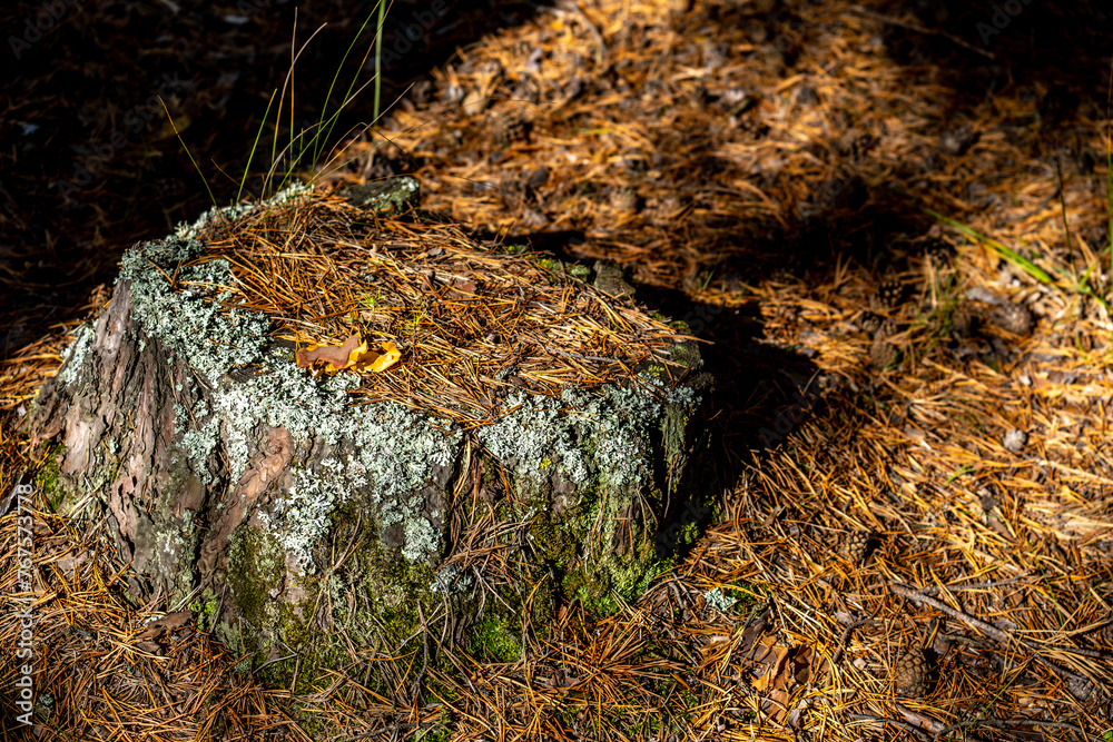 A stump covered with moss in the forest in autumn. A stump covered with moss in the forest in autumn.