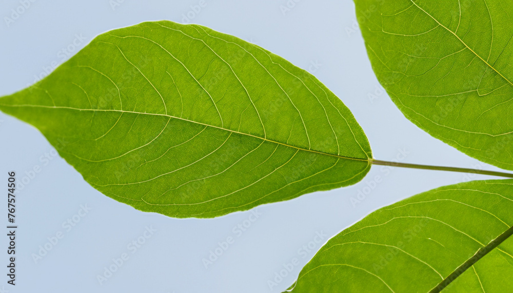 Obraz premium green leaf, nature background