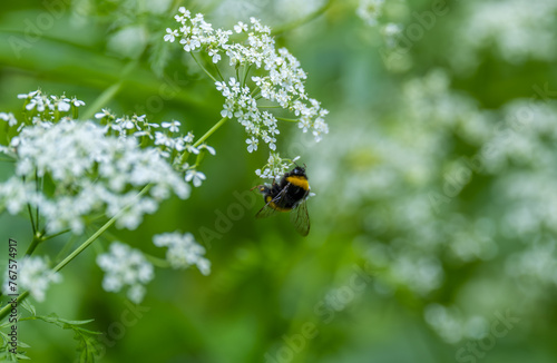 Bee on a flower in a field in summer close-up. © Сергей Лаврищев