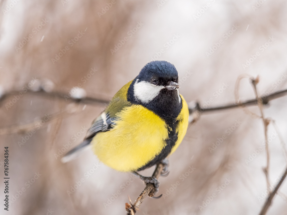 Fototapeta premium Cute bird Great tit, songbird sitting on the fir branch with snow in winter
