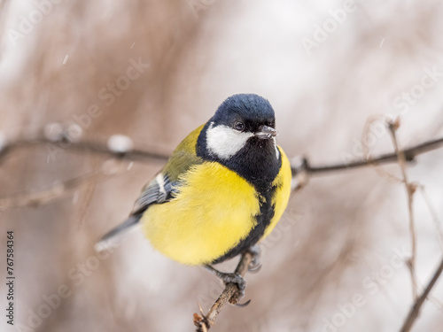 Cute bird Great tit, songbird sitting on the fir branch with snow in winter