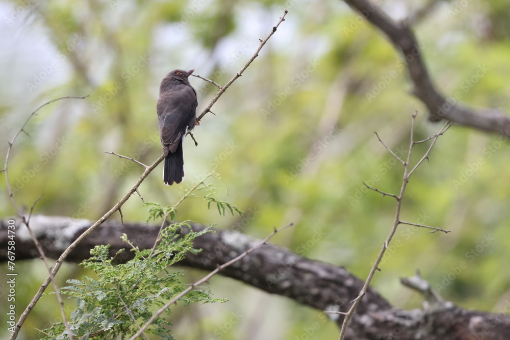 Retz's helmetshrike (Prionops retzii) is a species of bird in the