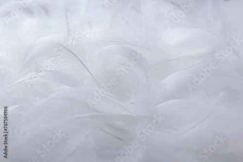 Fluffy White Feathers Wooly Pattern Texture Background