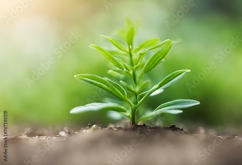 Green little plant closeup with blur background