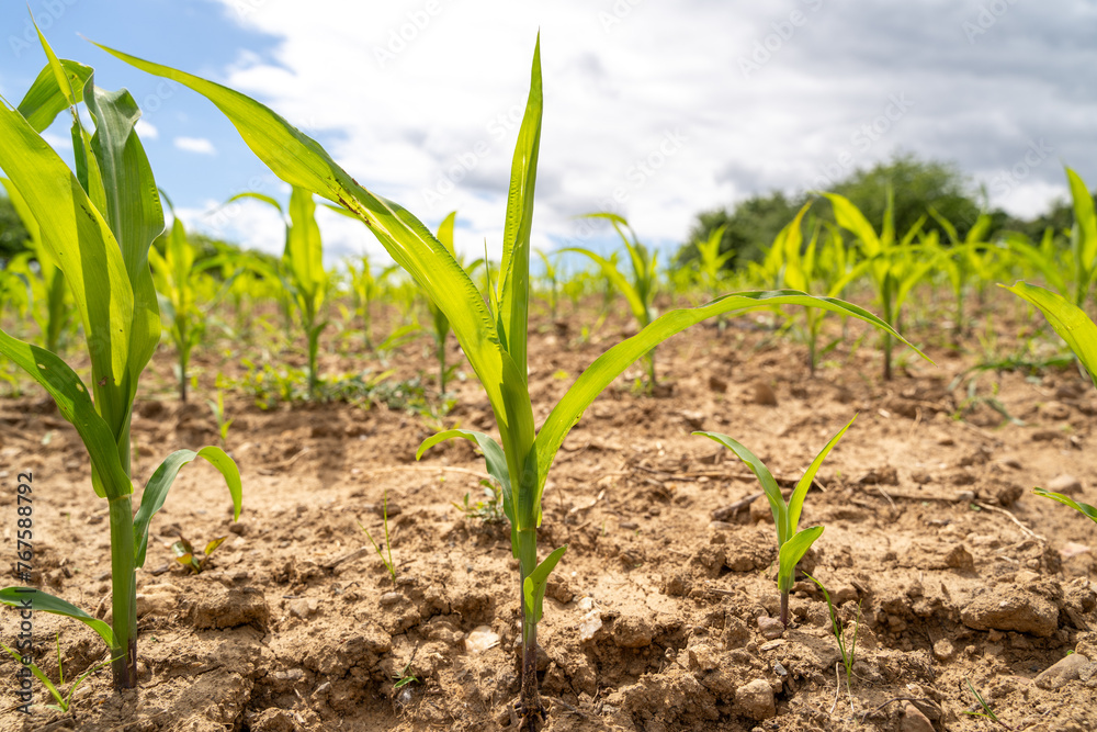 Cornfield with young plants on a sunny day in spring Cornfield with young plants on a sunny day in spring