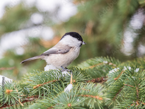 Cute bird the willow tit, song bird sitting on the fir branch