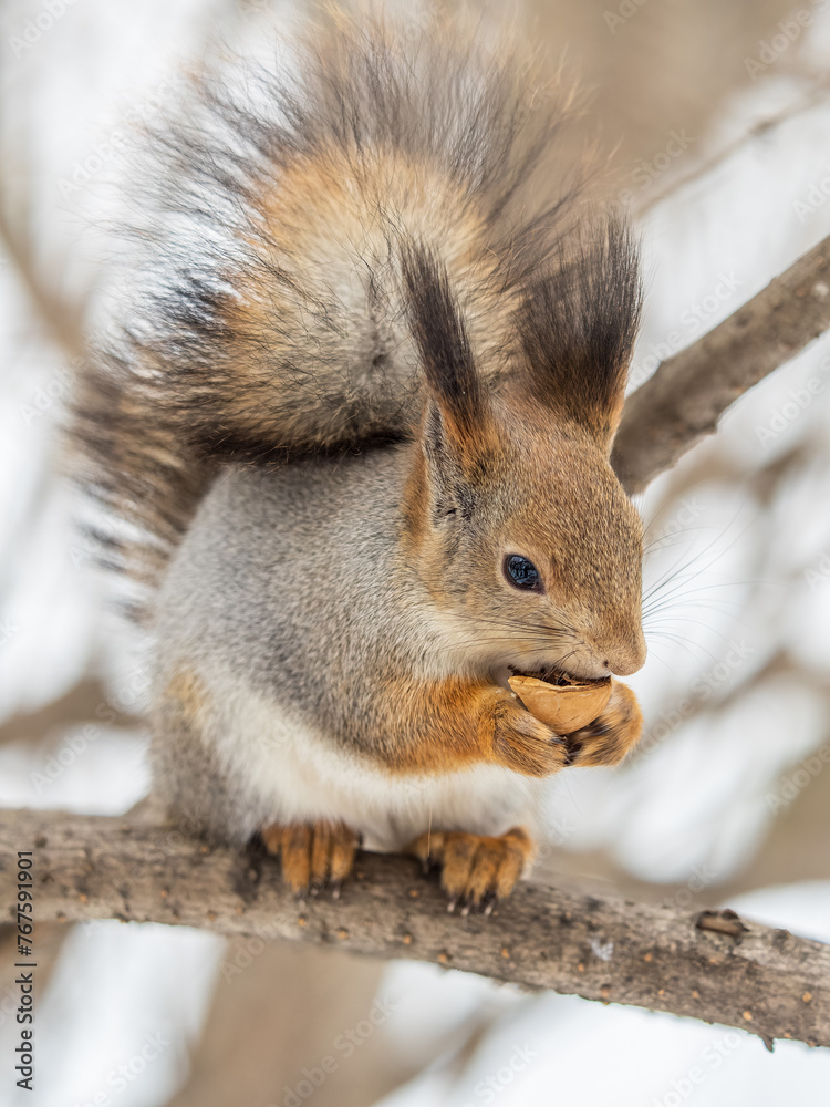 Fototapeta premium The squirrel with nut sits on tree in the winter or late autumn