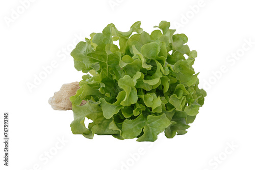 Fresh green oak lettuce isolated on white background.