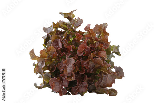 Fresh red oak lettuce  isolated on white background.